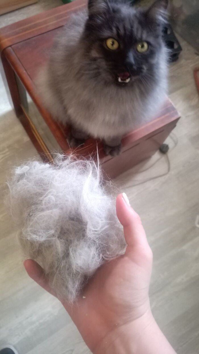 Сенька - Великан Волонтерство, Спасение утопающего, Кот, Зоозащитники, Длиннопост