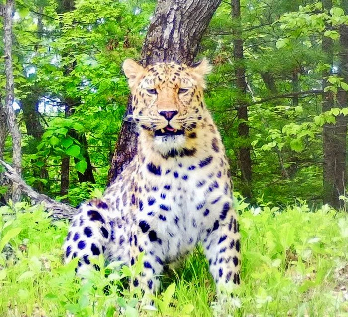 Heat - Far Eastern leopard, The photo, National park, Leopard, Land of the Leopard, Primorsky Krai, Phototrap, Cat family, wildlife, Predatory animals, Wild animals, Big cats, Heat, Summer, Longpost