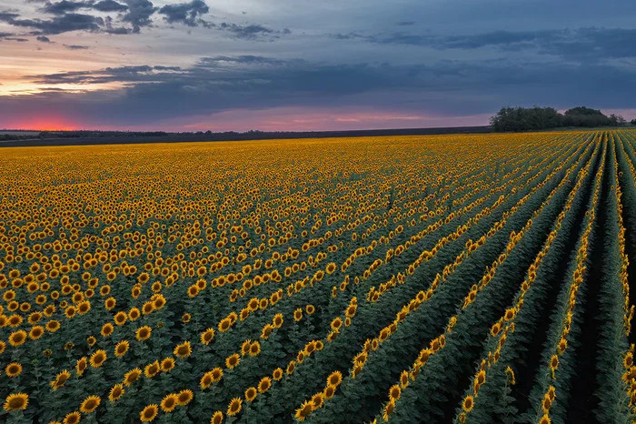 Evening formation - My, Sunflower, Sunflower, Field, Rostov region, The photo