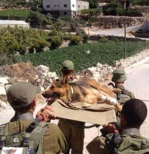 IDF soldiers carry a wounded colleague - Israel, Arab-Israeli Wars, Israeli Army, Dog