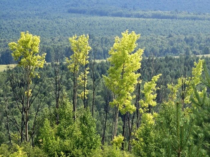 Summer green - My, Summer, Forest, Mobile photography, Longpost