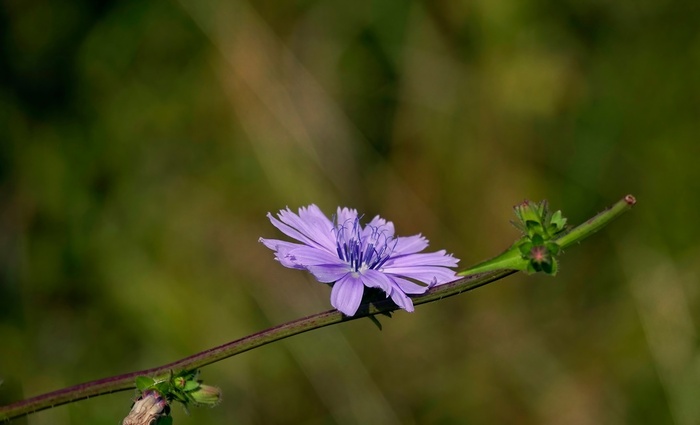 Цикорий сейчас цветет повсюду в полях.