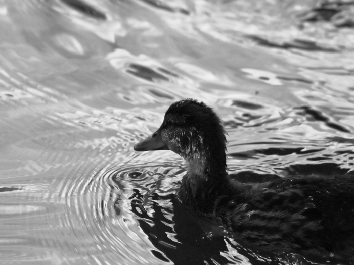 Задумчивая утка