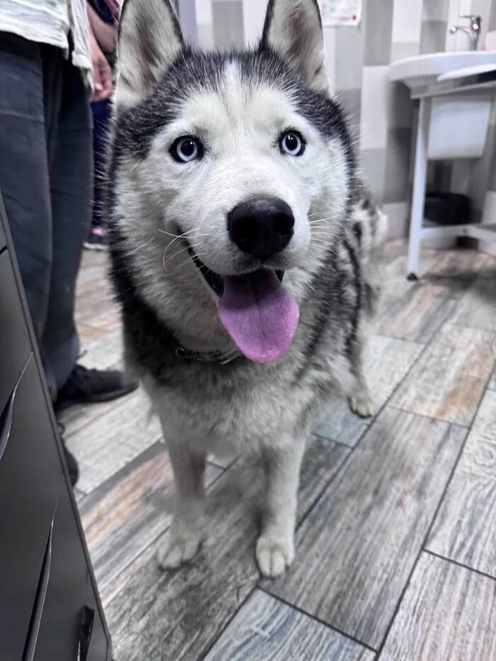 Young male husky found - No rating, The strength of the Peekaboo, Found a dog, Husky, Longpost, Dog