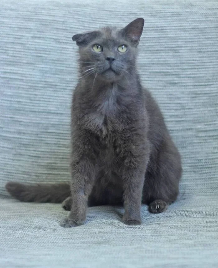 Tikhon is looking for a home and a loving family! - My, Crossposting, Pikabu publish bot, Tikhon, In good hands, cat, Moscow, Moscow region, Homeless animals, Pets, Animals, Family, Longpost