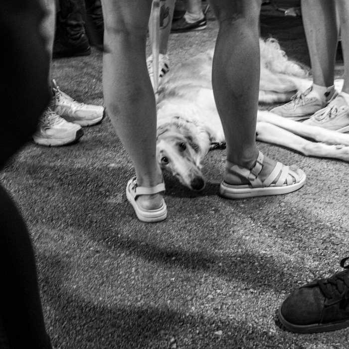 Собаки на улице 32