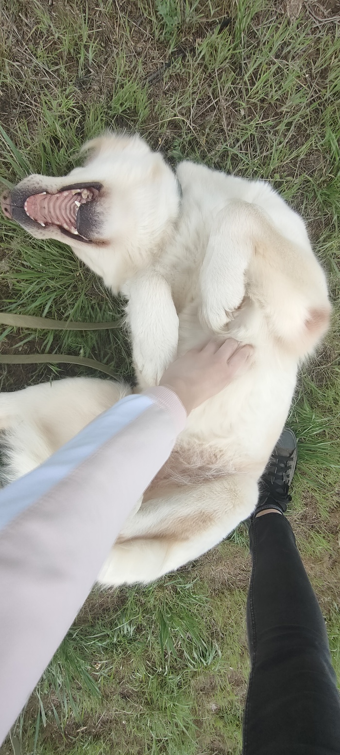 Как мы собаку с улицы забрали