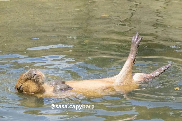 Synchronized swimming - Wild animals, Zoo, Capybara, Rodents, Water, Synchronized swimming, Water