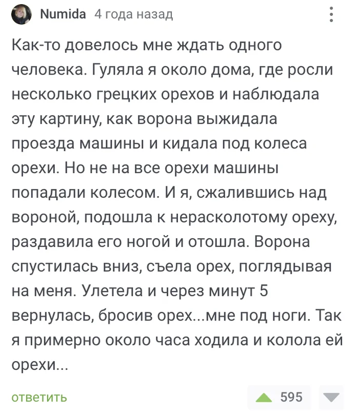 Человек - царь природы, говорили они - Юмор, Человек, Еда, Орехи, Птицы, Комментарии на Пикабу, Скриншот, Ворона