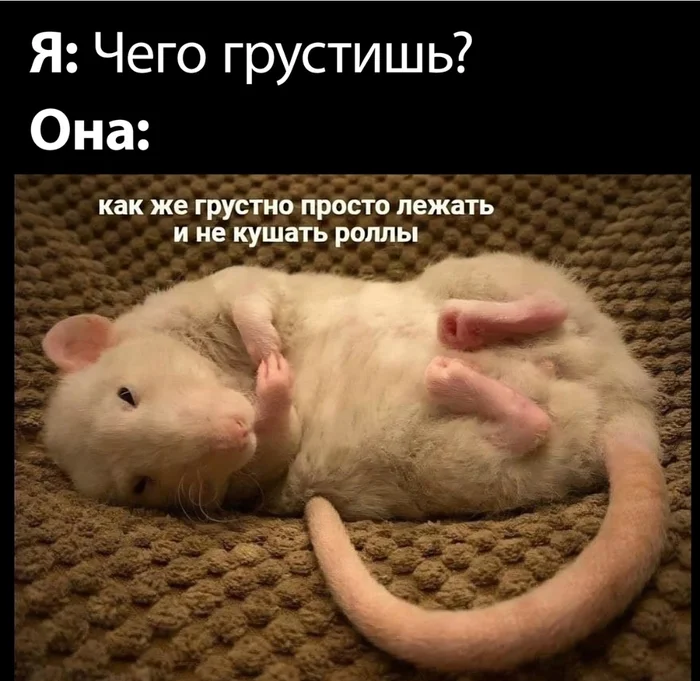 I’m watching how memes about rolls are replacing memes about shavuha from VK... - Memes, Shawarma, Rolls, In contact with, Picture with text, Decorative rats