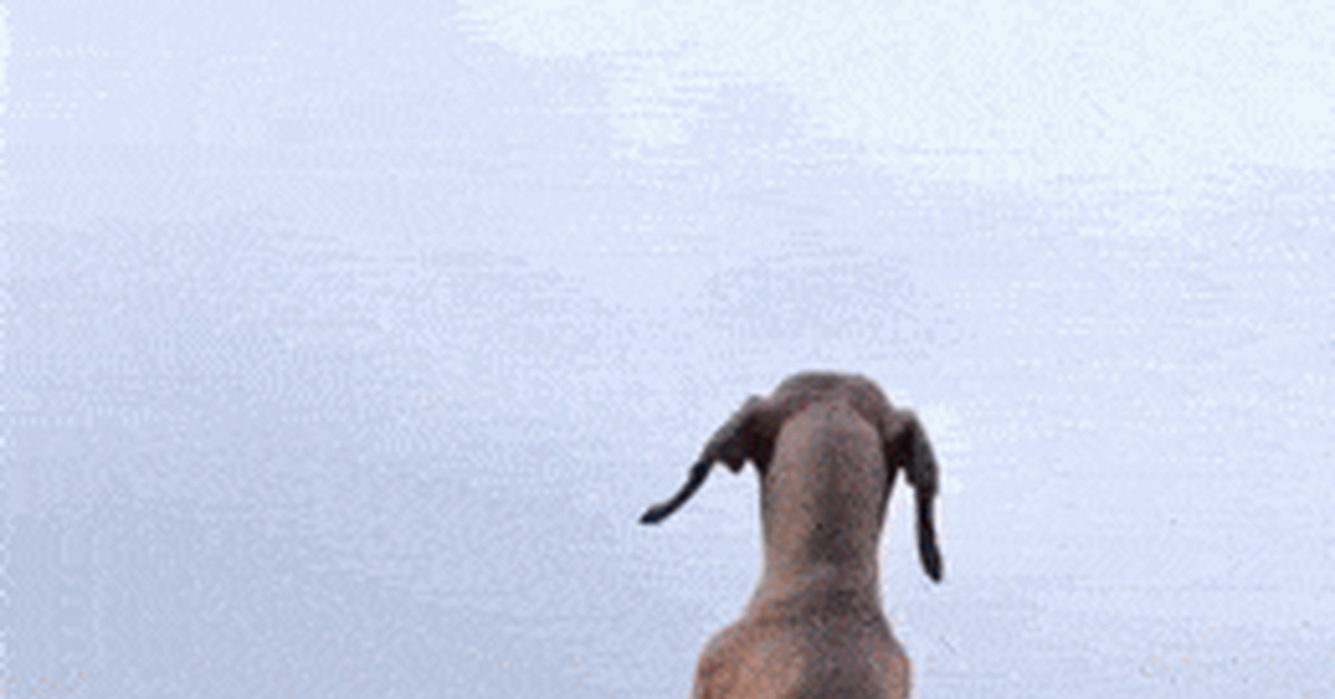 Dog GIFs - Assorted, GIF, Dog, Longpost