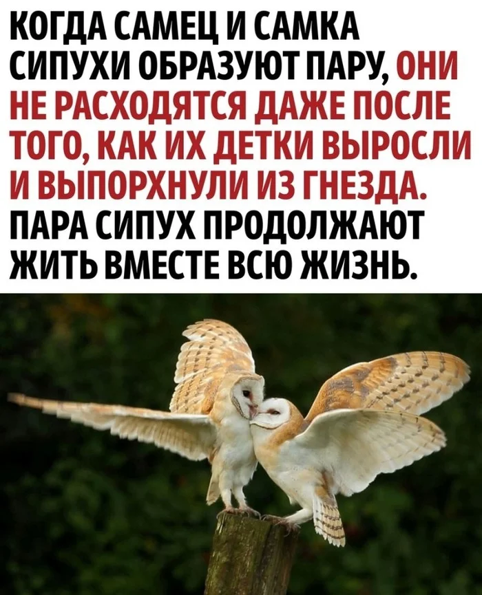 People are far from such family values - Picture with text, Animals, Wild animals, Birds, Barn owl, Owl