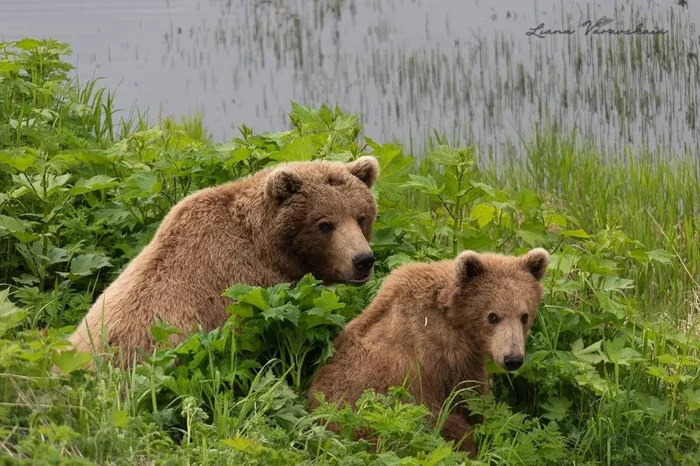 A bear's life - Brown bears, Teddy bears, Wild animals, wildlife, The Bears, Kronotsky Reserve, Kamchatka, Liana of Baraba, Nutrition, The photo, Telegram (link), Longpost