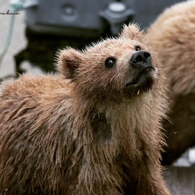 A bear's life - Brown bears, Teddy bears, Wild animals, wildlife, The Bears, Kronotsky Reserve, Kamchatka, Liana of Baraba, Nutrition, The photo, Telegram (link), Longpost