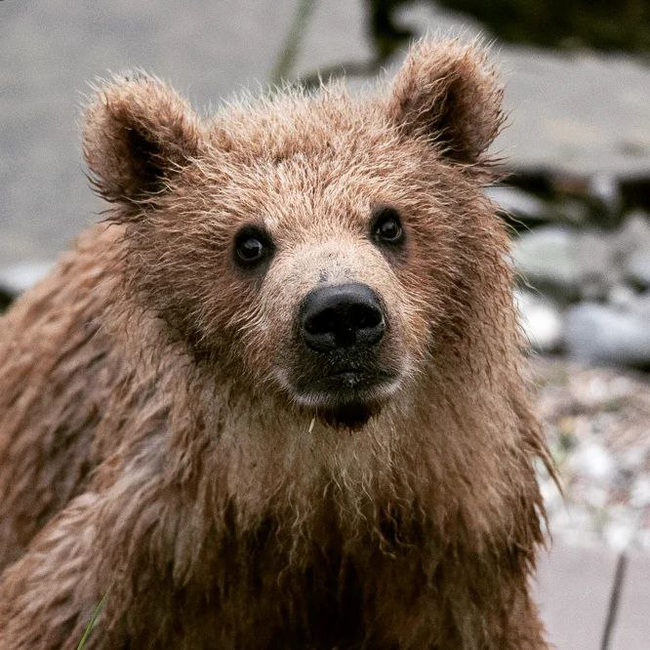 A bear's life - Brown bears, Teddy bears, Wild animals, wildlife, The Bears, Kronotsky Reserve, Kamchatka, Liana of Baraba, Nutrition, The photo, Telegram (link), Longpost