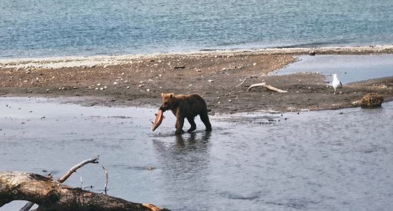 A bear's life - Brown bears, Teddy bears, Wild animals, wildlife, The Bears, Kronotsky Reserve, Kamchatka, Liana of Baraba, Nutrition, The photo, Telegram (link), Longpost