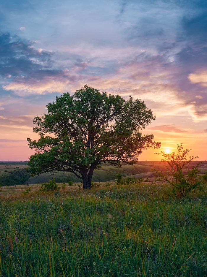 Volgograd expanses - My, The photo, Nature, Sunset, Sky, Evening, Volgograd region, Clouds, Field, Tree