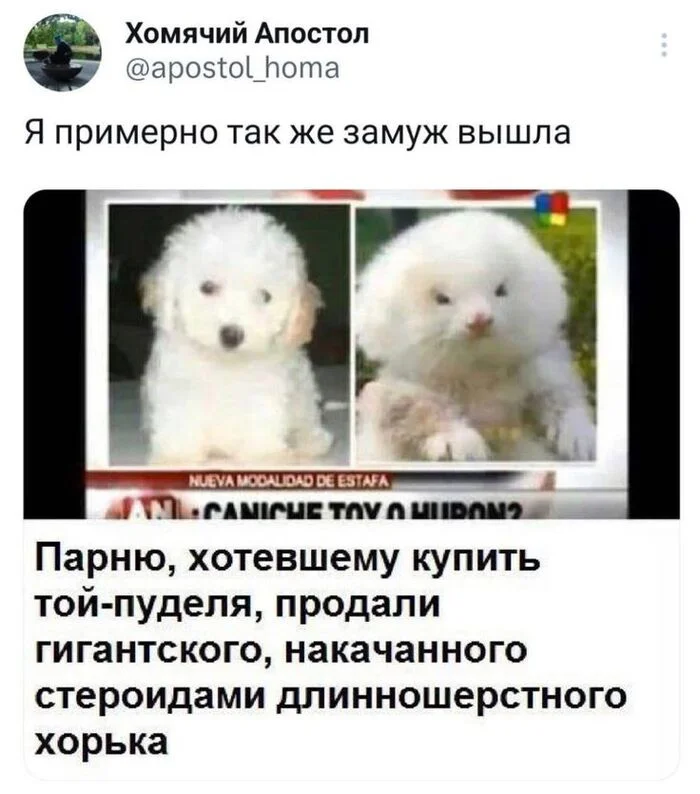 He's still a ferret - From the network, Men and women, Picture with text, Relationship, Repeat, Humor, Screenshot, Twitter, Dog, Toy Poodle, Ferret, Hardened