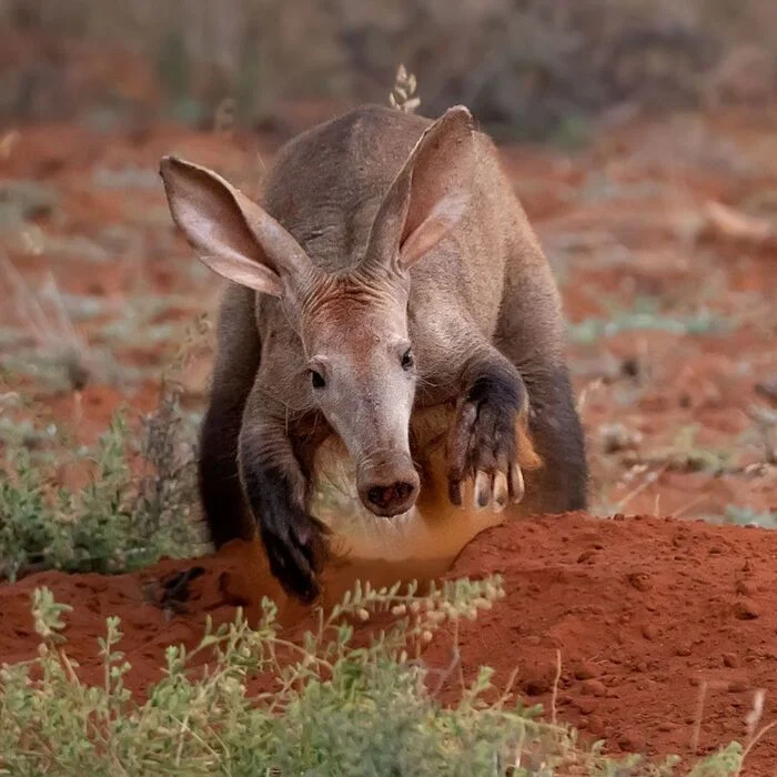 Aardvark digs a hole - Aardvark, Wild animals, wildlife, Reserves and sanctuaries, South Africa, The photo