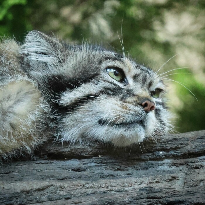 Мечтательное