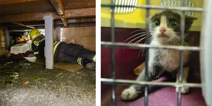 A kitten that survived against all odds is looking for a good owner! - In good hands, Kittens, Fluffy, The rescue, cat, Moscow, Cat lovers, Homeless animals, Pet the cat, A wave of posts, Shelter, Veterinary, Service 112, Video, Longpost