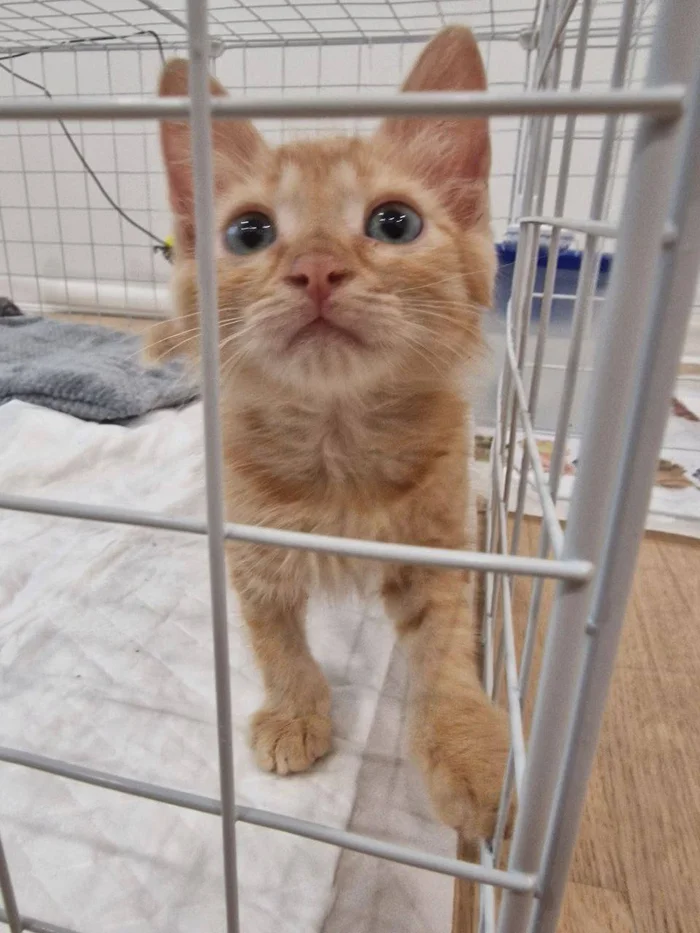 A kitten that was stepped on. Moscow - My, In good hands, Kindness, Help, Medications, Treatment, Homeless animals, Overexposure, Volunteering, Charity, Veterinary, No rating, Helping animals, cat, Cat lovers, Animal Rescue, Shelter, Kittens, The rescue, Fluffy, Video, Vertical video, Longpost