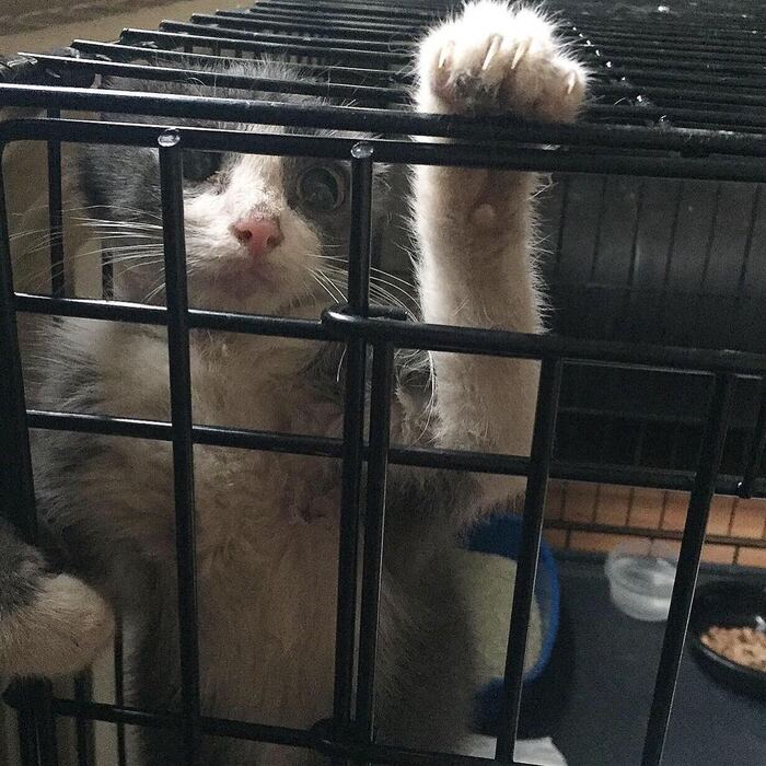 Выживший вопреки котёнок ищет доброго хозяина! В добрые руки, Котята, Пушистые, Спасение, Кот, Москва, Кошатники, Бездомные животные, Погладь кота, Волна постов, Приют, Ветеринария, Служба 112, Видео, Длиннопост