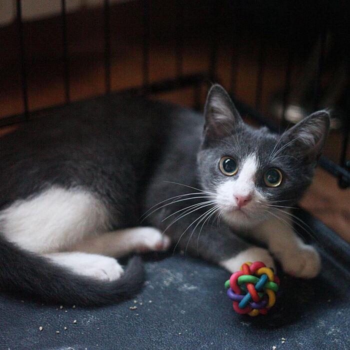 Выживший вопреки котёнок ищет доброго хозяина! В добрые руки, Котята, Пушистые, Спасение, Кот, Москва, Кошатники, Бездомные животные, Погладь кота, Волна постов, Приют, Ветеринария, Служба 112, Видео, Длиннопост