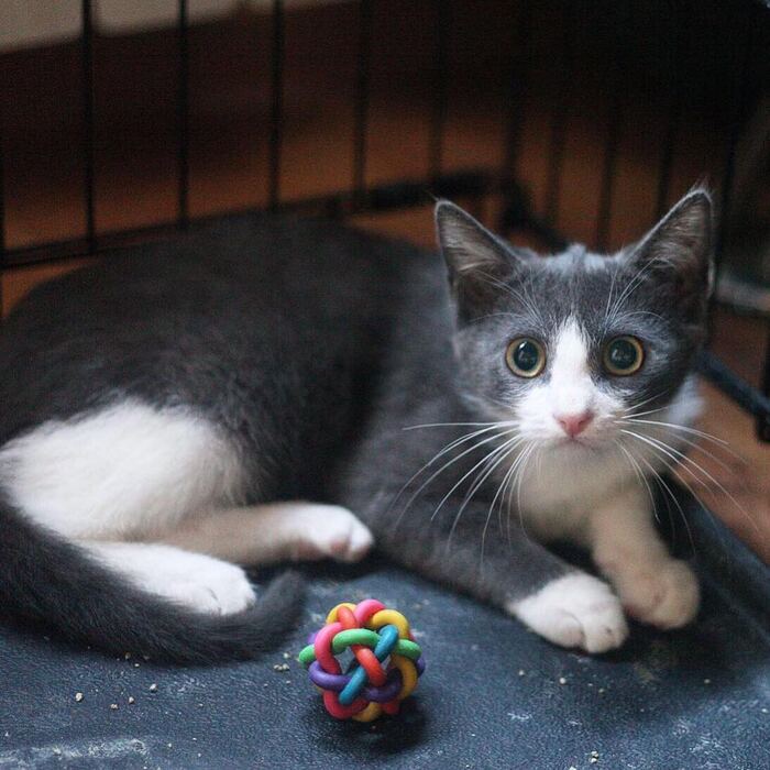 Выживший вопреки котёнок ищет доброго хозяина! В добрые руки, Котята, Пушистые, Спасение, Кот, Москва, Кошатники, Бездомные животные, Погладь кота, Волна постов, Приют, Ветеринария, Служба 112, Видео, Длиннопост