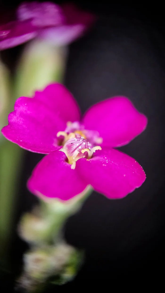 Photo project Let's take a closer look post No. 51. Yarrow - My, Bloom, Macro photography, Nature, The photo, Plants, The nature of Russia, Steppe, Longpost