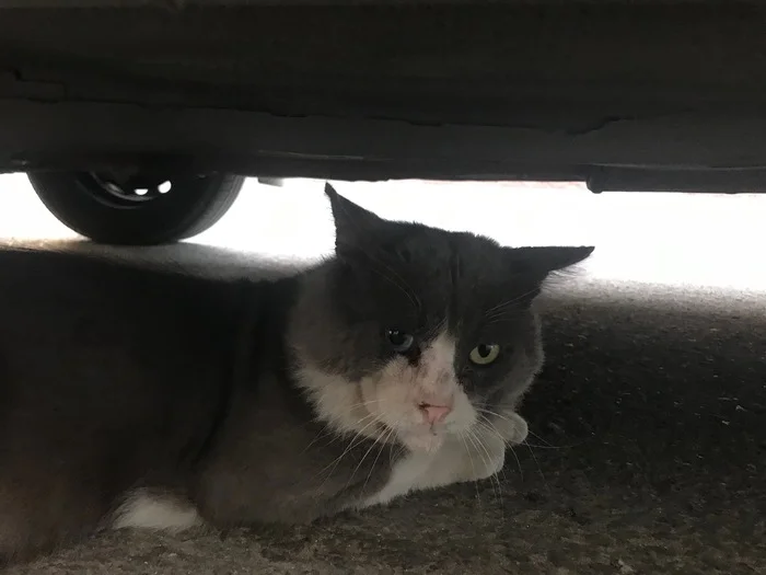 For the first time I saw a colored cat with heterochromia - My, Milota, Heterochromia, cat, Grey, Fluffy, Aesthetics