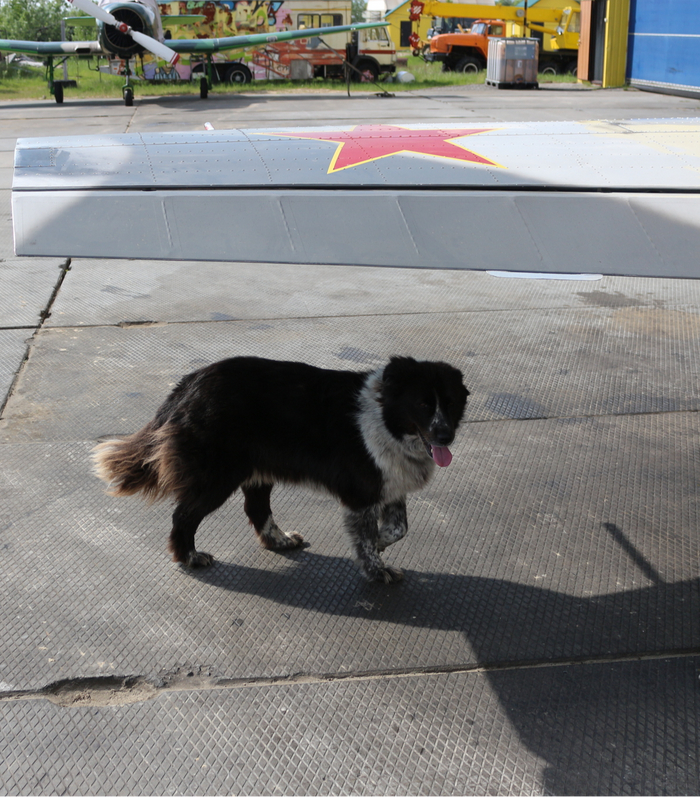 охрана аэродрома серьезная