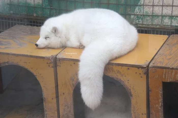 A good arctic fox is a sleeping arctic fox... -__- - The photo, Fox, Animals, Arctic fox, Fluffy