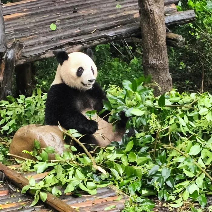 Diary of a trip to Melanesia. China. Day 30. Pandas. Pandas? Pandas! - My, Life stories, Travels, Around the world, Drive, China, Panda, Red panda, Informative, Туристы, Video, Longpost