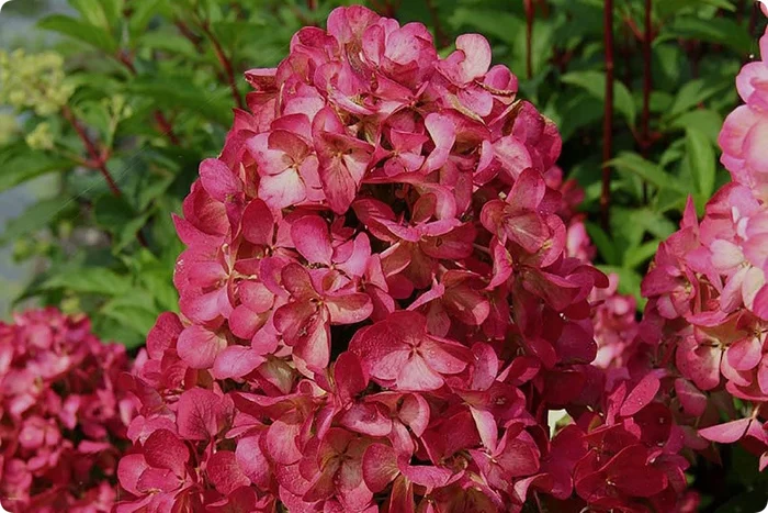 Hydrangea paniculata Weems Red - My, Garden, Gardening, Plants, Garden, Longpost