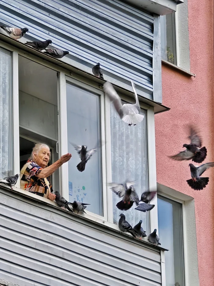 Grandmother feeds the pigeons - My, Women, Grandmother, Elderly, Window, Pigeon, Birds, Street photography, Mobile photography