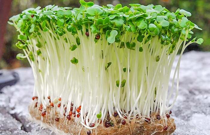 Microgreen growing business - My, Entrepreneurship, Small business, Business, Market, Trade, Business idea, Idea, Services, Marketing, Sale, Freelance, Clients, Microgreens