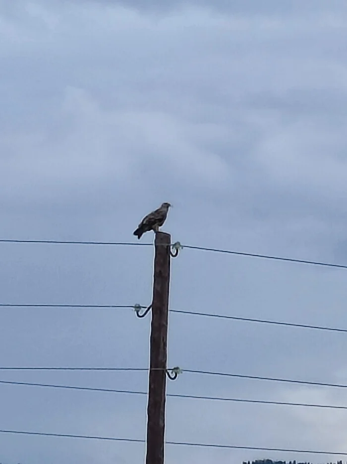 What kind of bird - Nature, Birds, Longpost, What kind of bird?, The photo