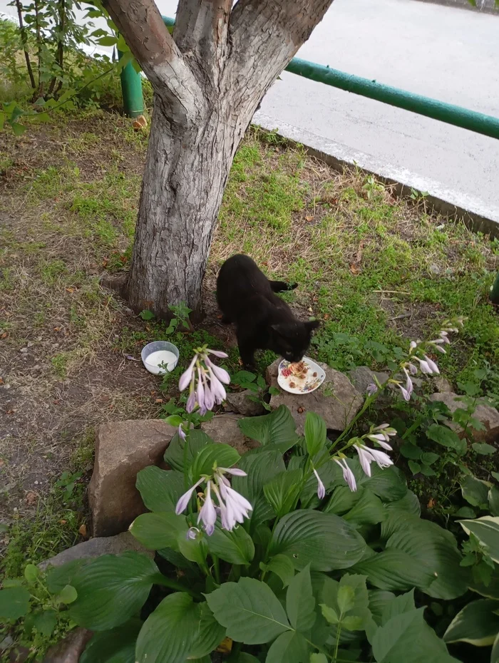 About the cat. Cat - My, Black cat, Helping animals, cat, Homeless animals, Novosibirsk