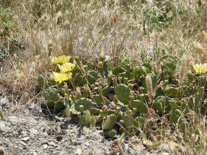 We returned from Crimea. We show the truth about holidays in Crimea. Cacti in Sudak, Crimea - My, Travels, Туристы, Vacation, Crimea, The city of Sudak, Cactus, Blooming cacti, Longpost