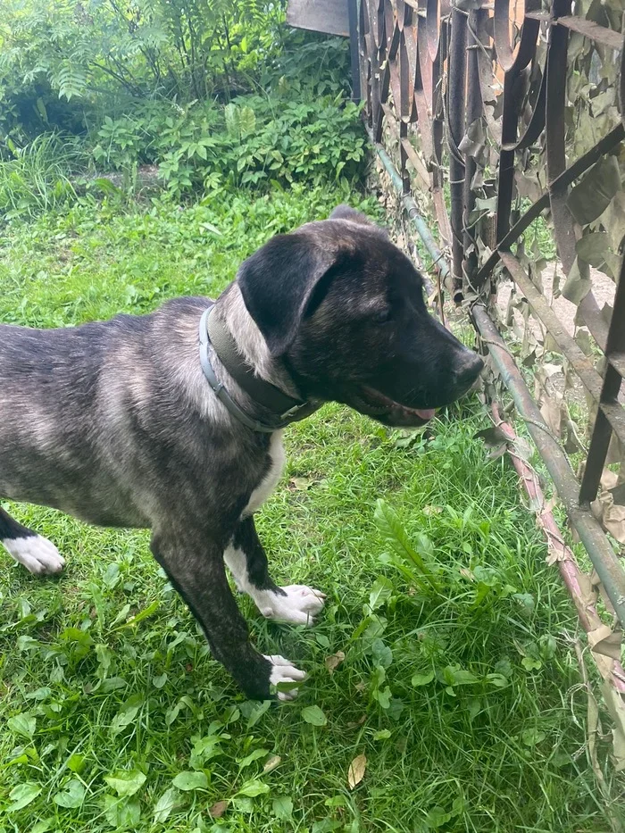 The dog was found. Pushkinsky district, Moscow region, village. Tsarevo - My, Dog, Found a dog, Moscow region, Pushkinsky district, Longpost