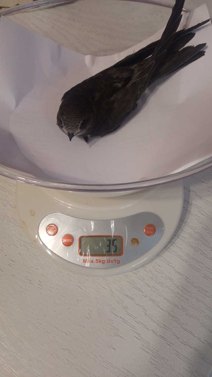 Дневник Альберта. День четвертый