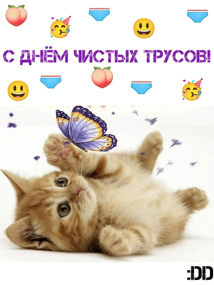 :DD - Моё, Юмор, Картинка с текстом, Мемы, Кот, Котята, Праздники, Открытка