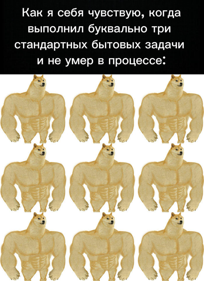   ,   , , , Doge, Telegram ()