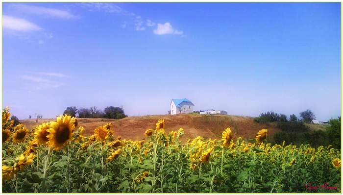 Дом в подсолнухах