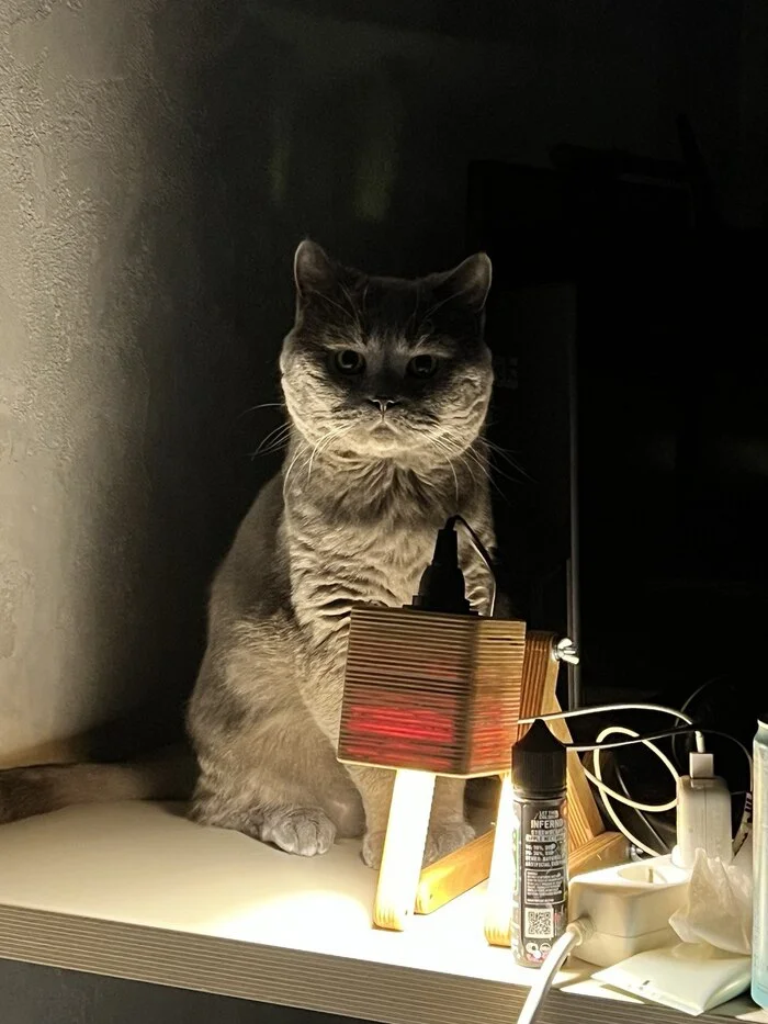 Variant of cat lamp from my cat) - My, cat, Fluffy, Cat lovers, Pet the cat, Pets, The photo