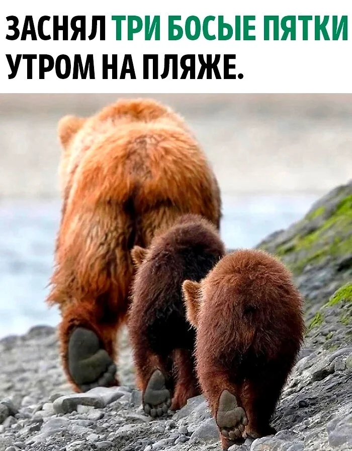 The cutest synchronicity I've ever seen - The photo, Animals, Wild animals, The Bears, Heels, Picture with text, Teddy bears, Brown bears, Repeat