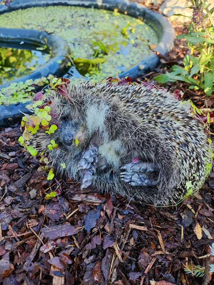 Gotcha... - Nature, Rescue of a drowning man, Summer, Video, Vertical video, Longpost, Hedgehog, Animals