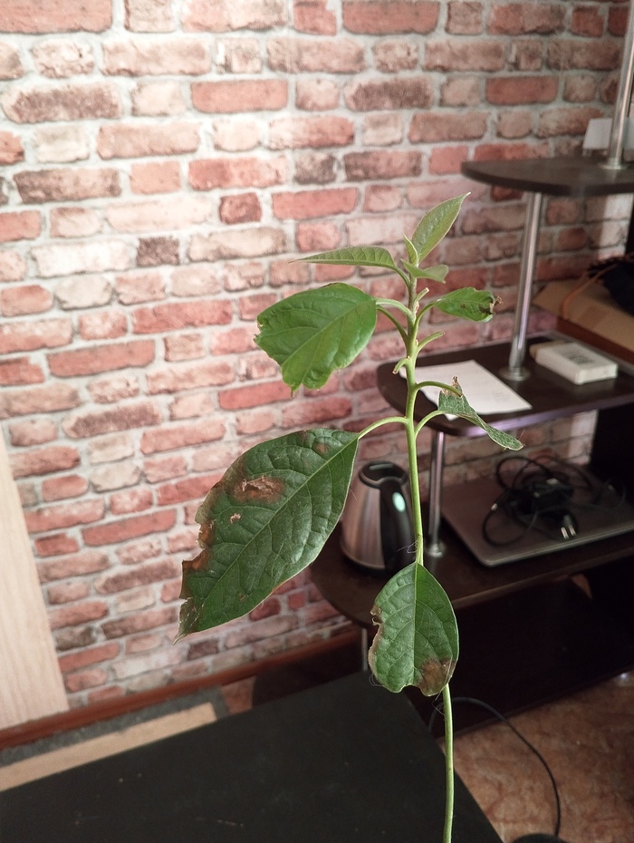 С авокадо что то не то