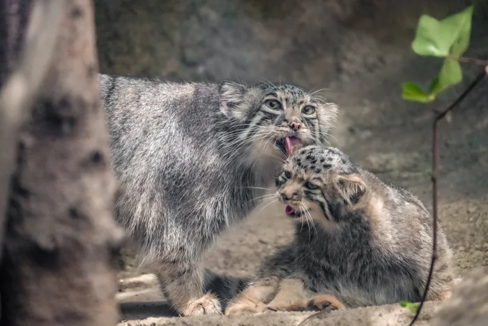 Nothing cheers you up in the morning like mom's lick :3 - Wild animals, Zoo, Predatory animals, Cat family, Pallas' cat, Small cats, Young, Lick, Washing